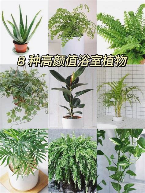 好養植物|耐陰又好養的九種大型室內植栽推薦，沒有陽光也能享。